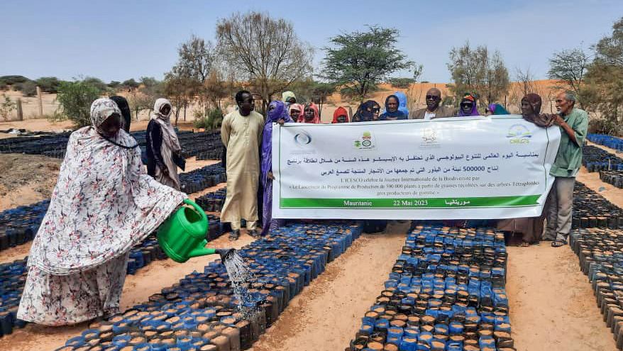 ICESCO launches program to produce 500,000 gum arabic tree seedlings in Mauritania